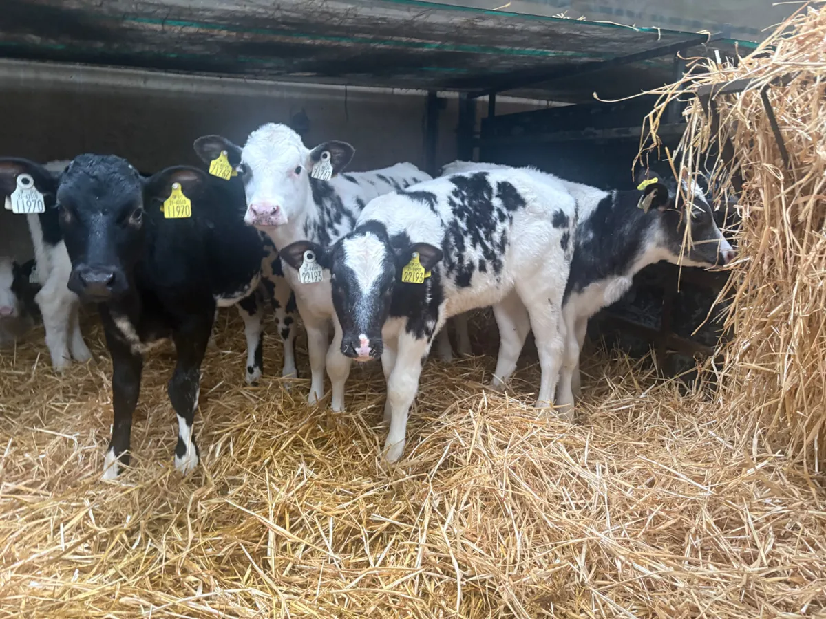 8 Belgian Blue heifers (once a day feeding) - Image 1