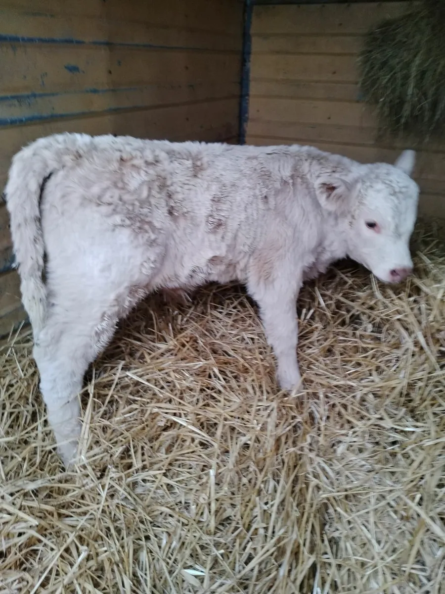 Ch bull calf - Image 2