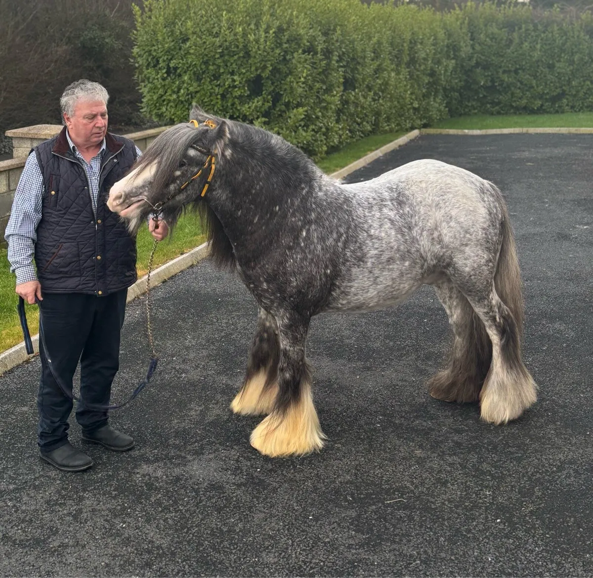 👑Spotted Stallion coming 4 years old👑 - Image 4