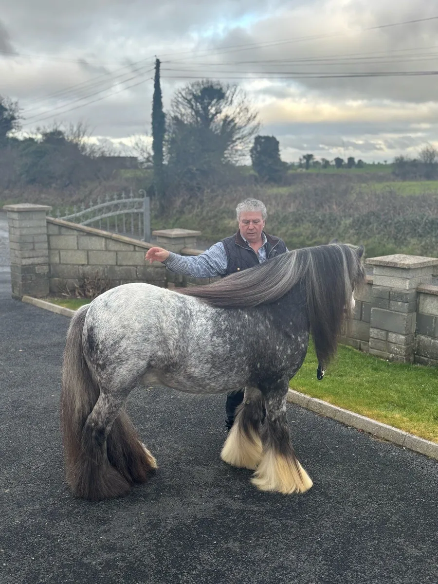 👑Spotted Stallion coming 4 years old👑 - Image 3