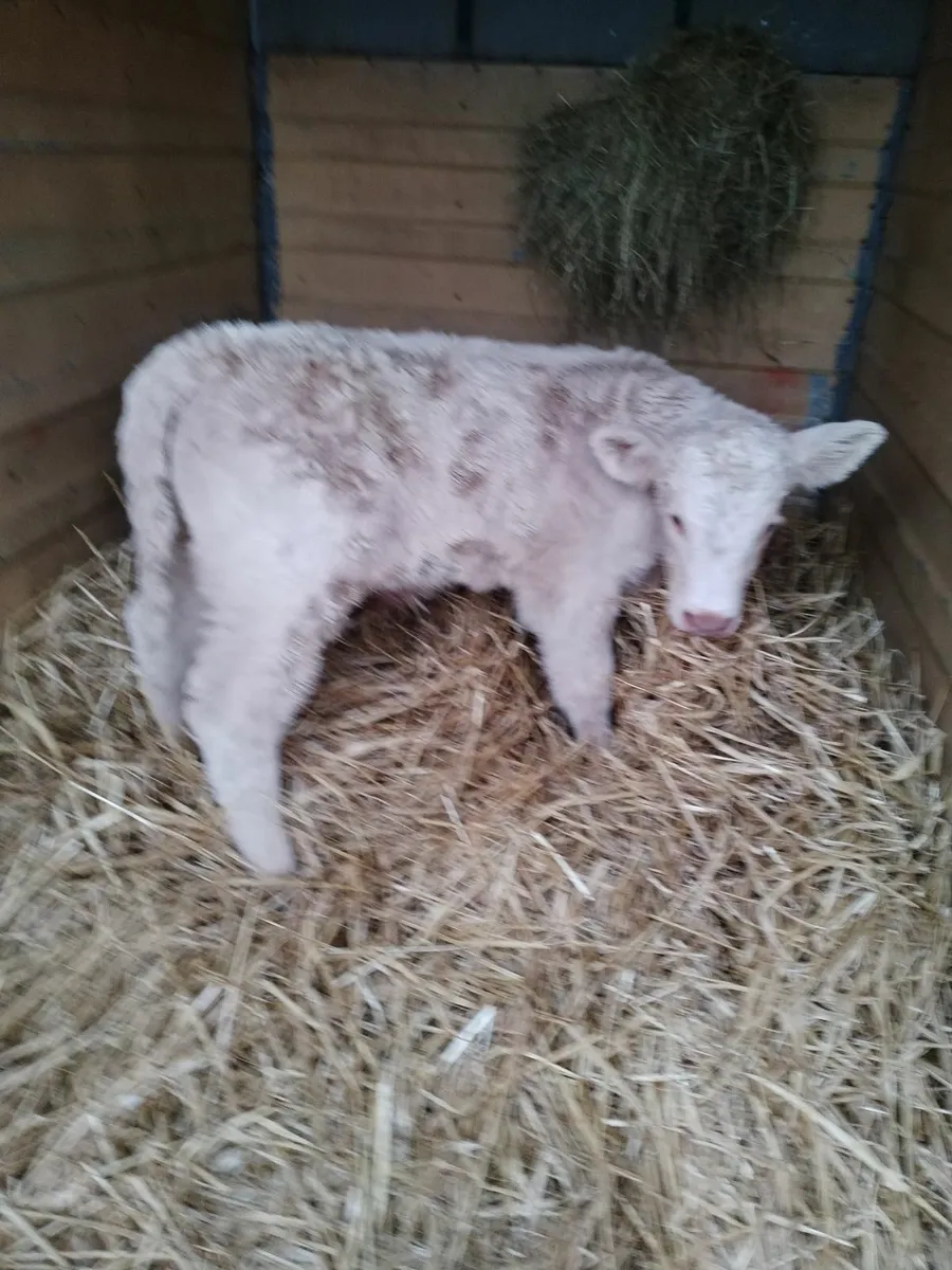 Ch bull calf - Image 3