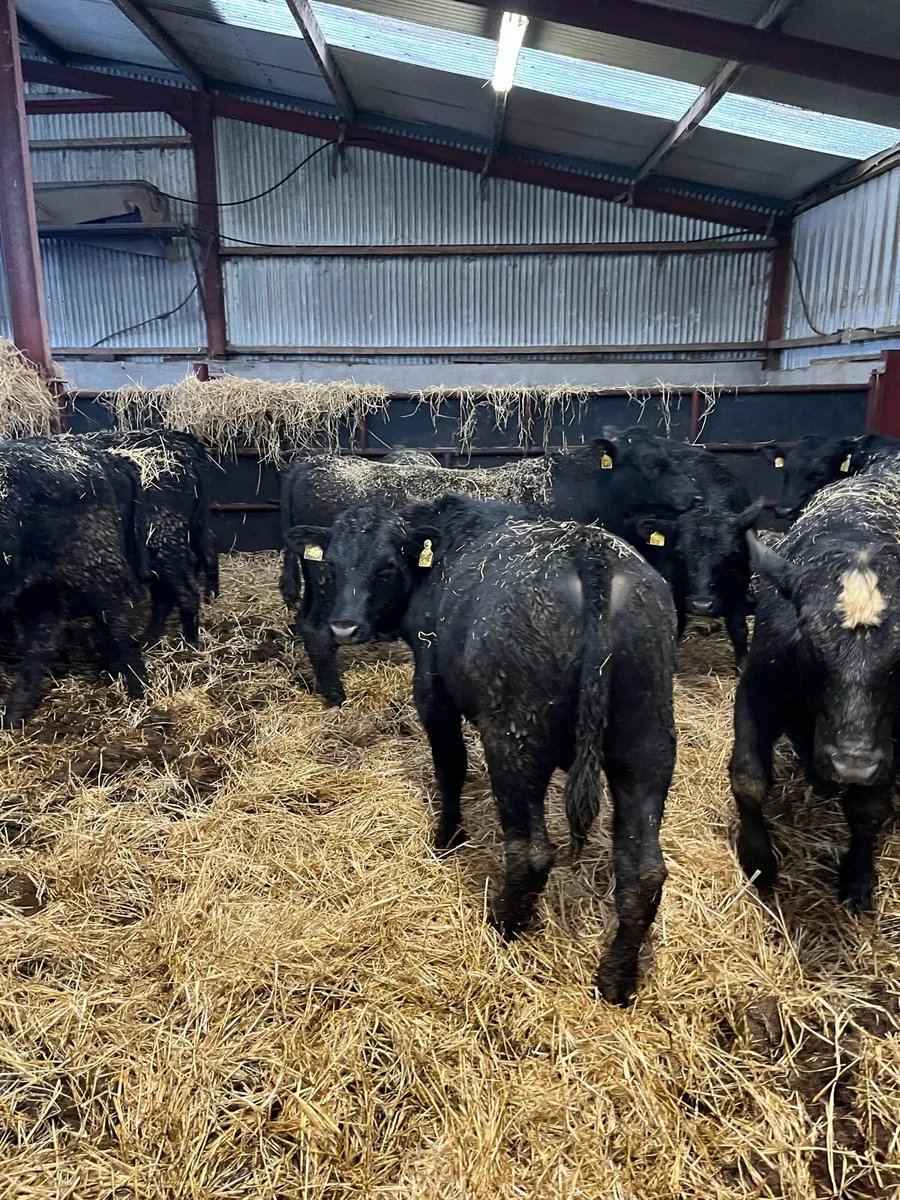 Angus/White Head bull weanlings - Image 1