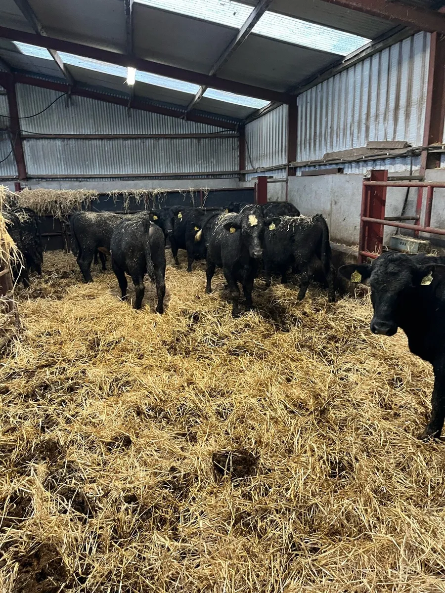 Angus/White Head bull weanlings - Image 4