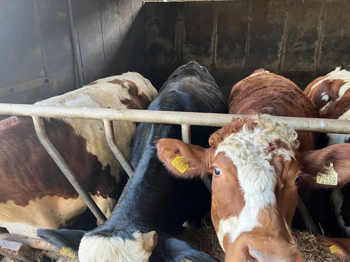 2 Year Old  Bullocks - Image 4