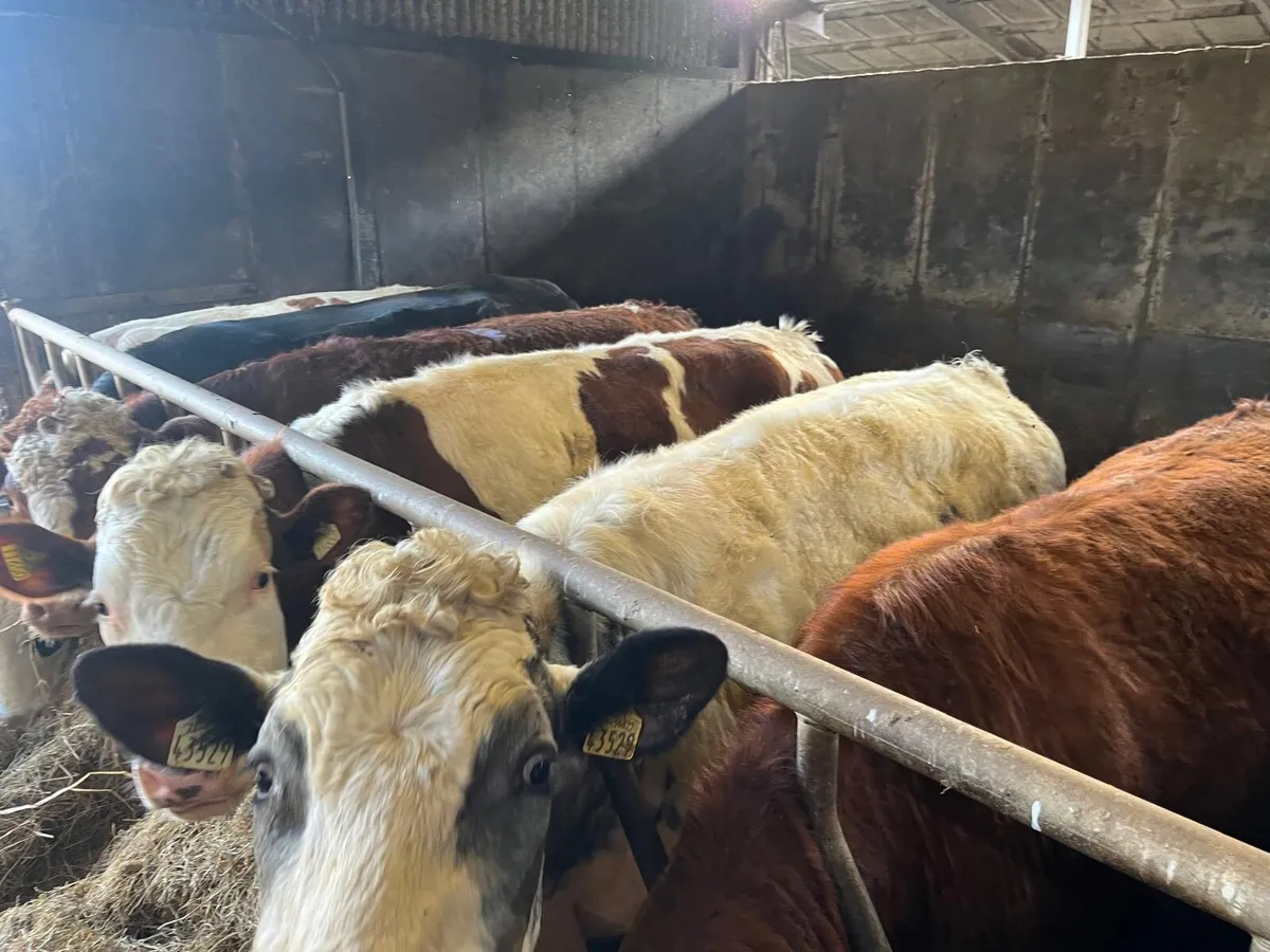 2 Year Old  Bullocks - Image 3