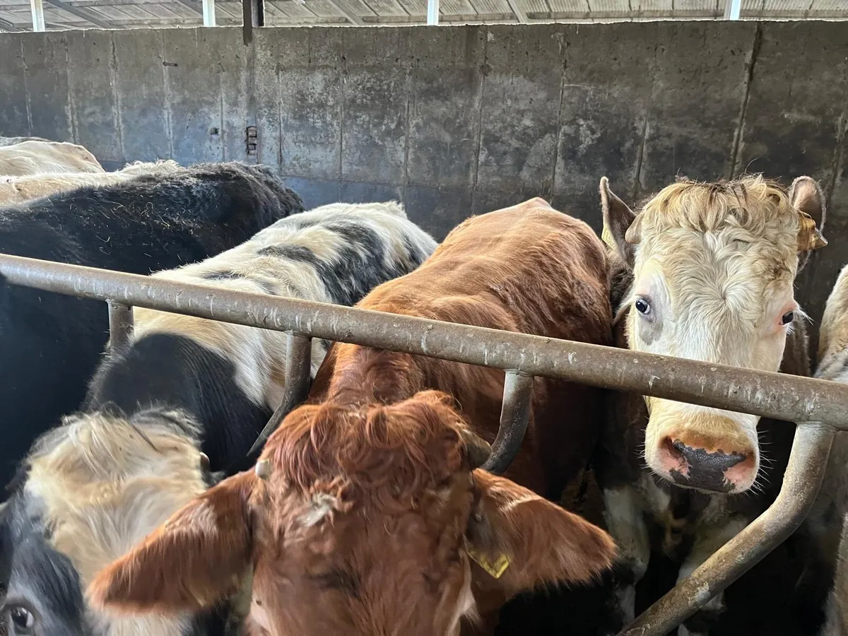 2 Year Old  Bullocks - Image 2