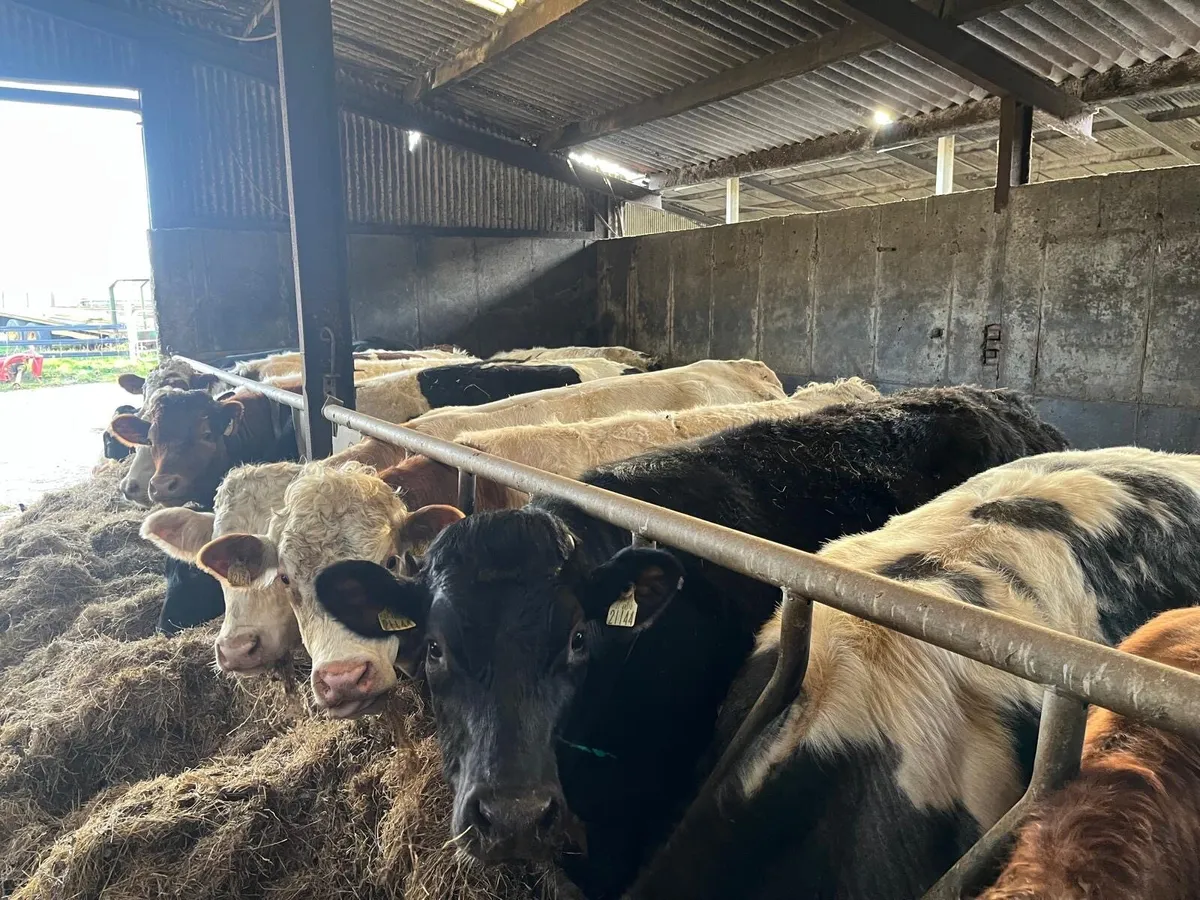 2 Year Old  Bullocks - Image 1