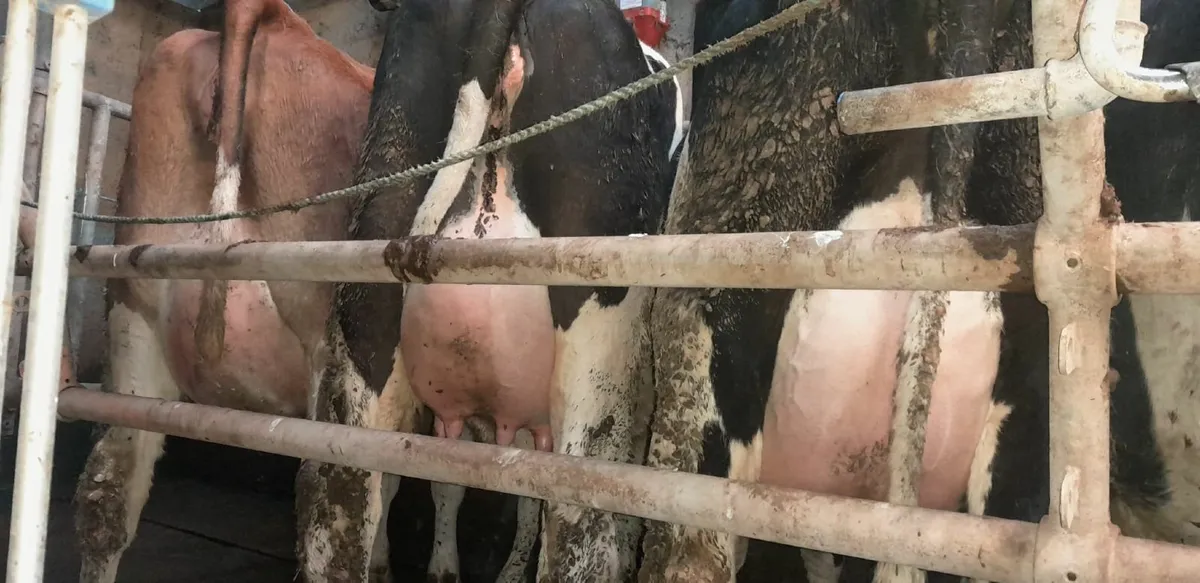 DAIRY SALE LISTOWEL MART WED 11TH FEB AT 1PM - Image 2