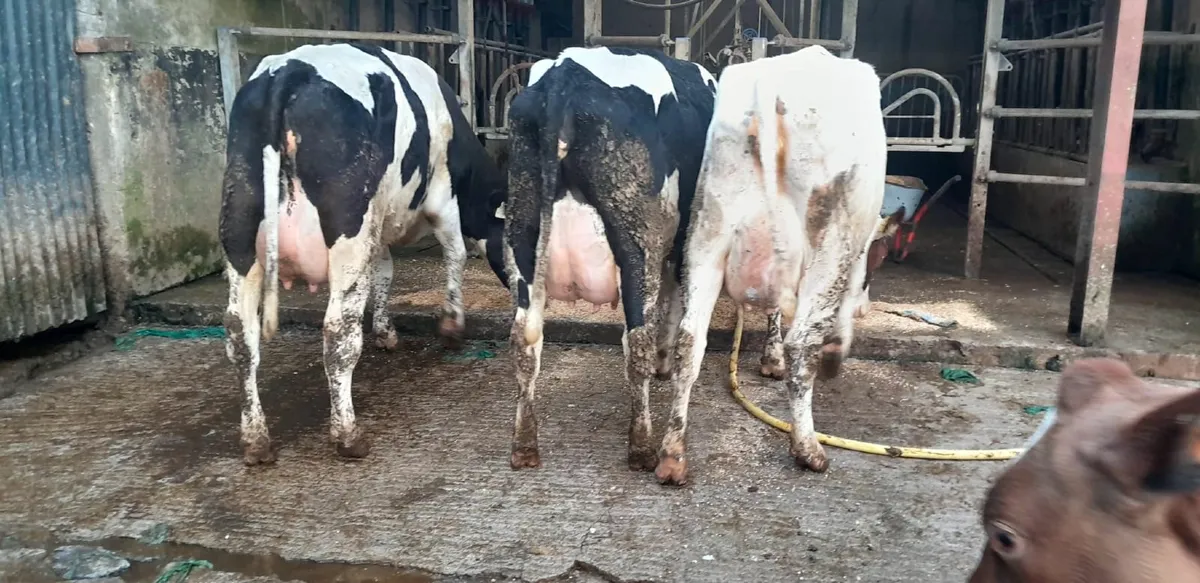 DAIRY SALE LISTOWEL MART WED 11TH FEB AT 1PM - Image 3