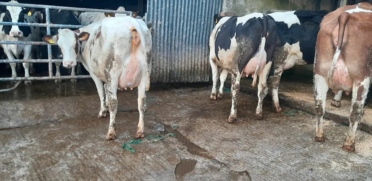 DAIRY SALE LISTOWEL MART WED 11TH FEB AT 1PM - Image 4