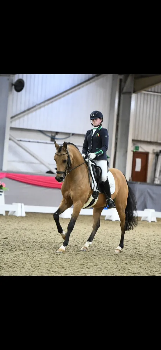 Schooling  & Sales Livery for Ponies & Horses - Image 2