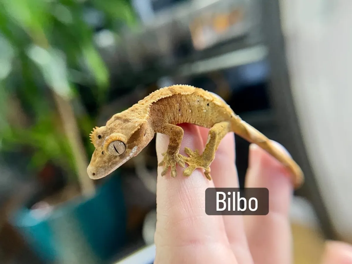 Baby crested geckos - Image 2