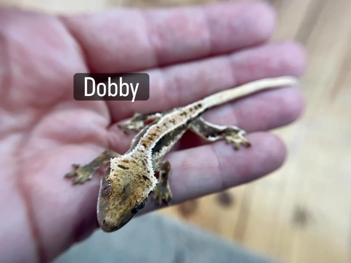 Lillywhite crested geckos - Image 3