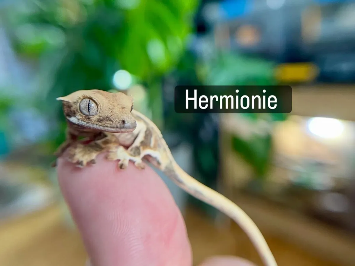 Lillywhite crested geckos - Image 1