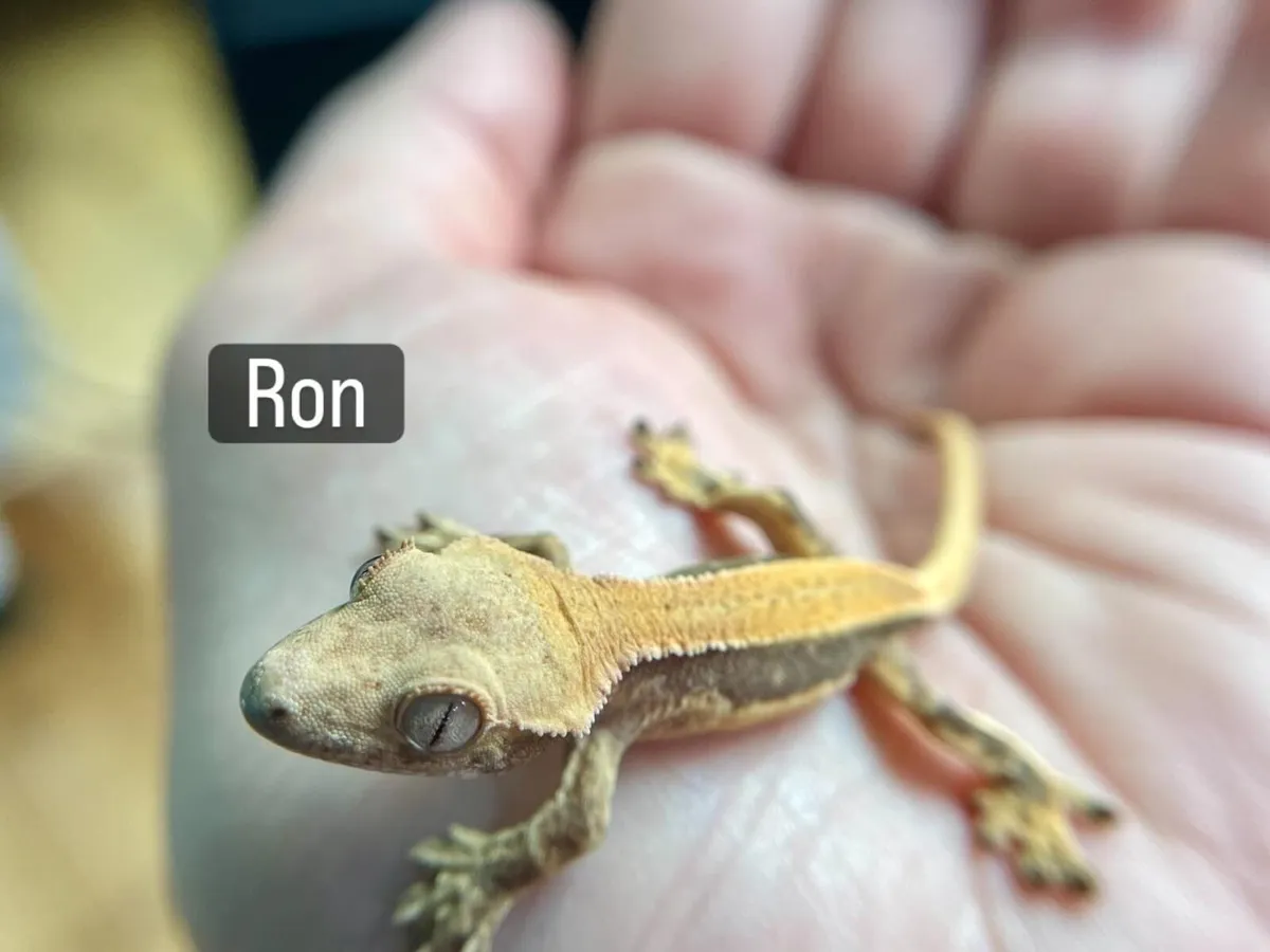 Lillywhite crested geckos - Image 4