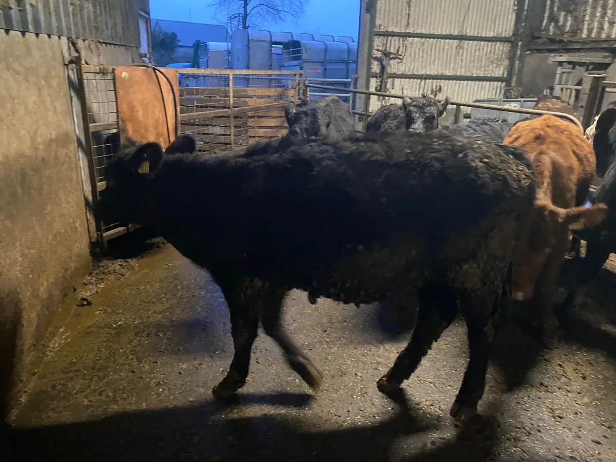 Angus Heifers - Image 1