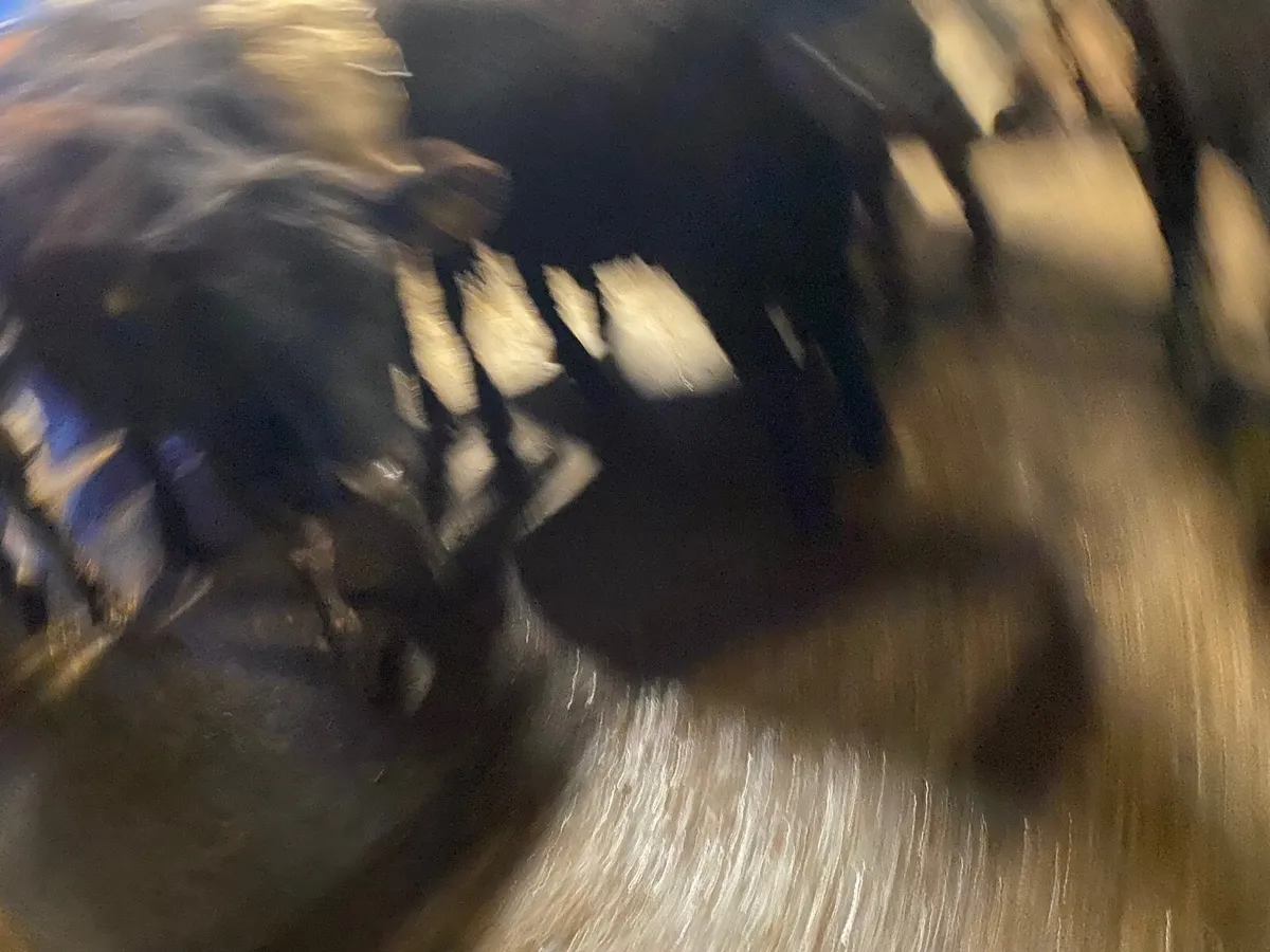 Angus Heifers - Image 3