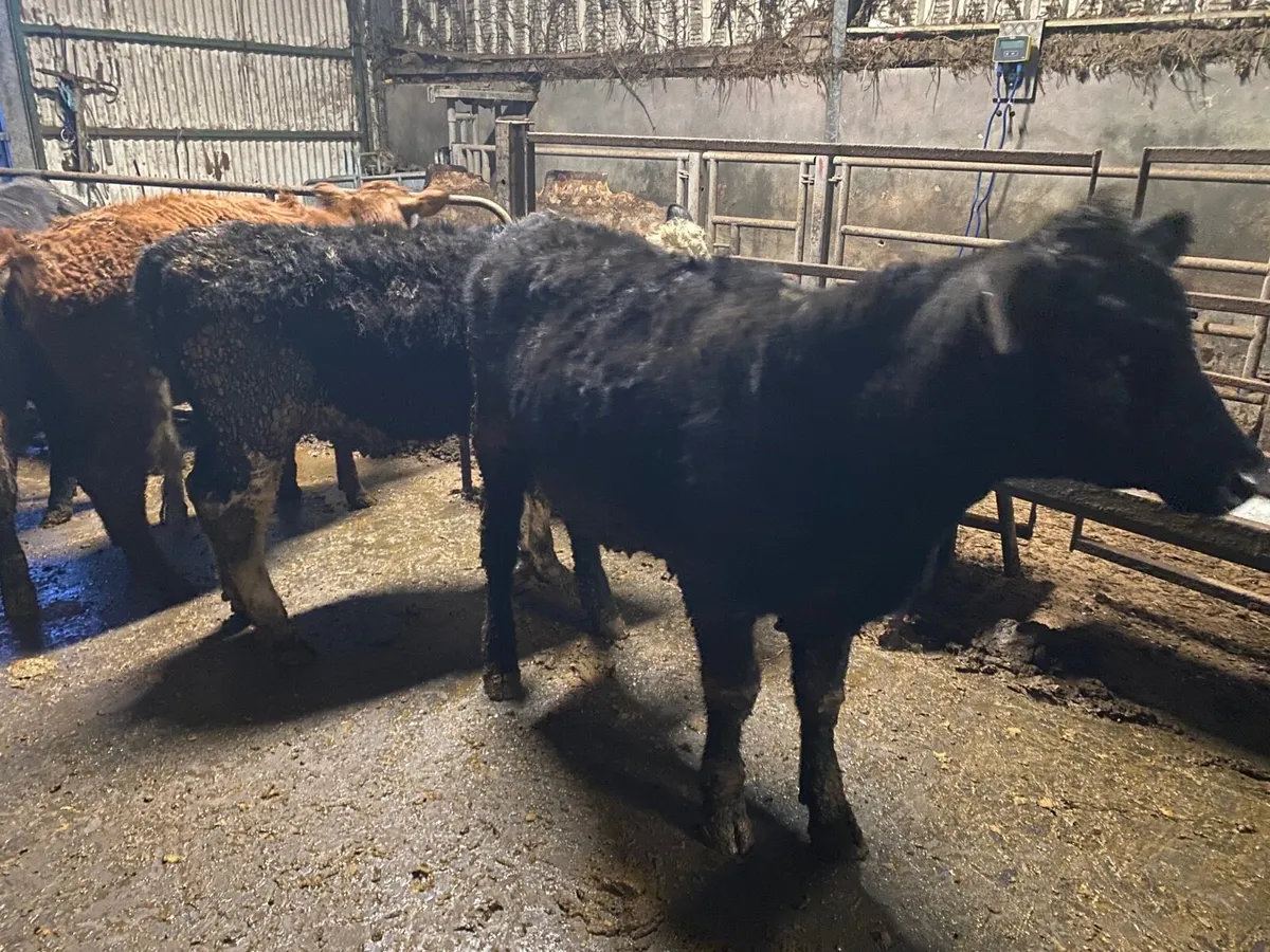 Angus Heifers - Image 2