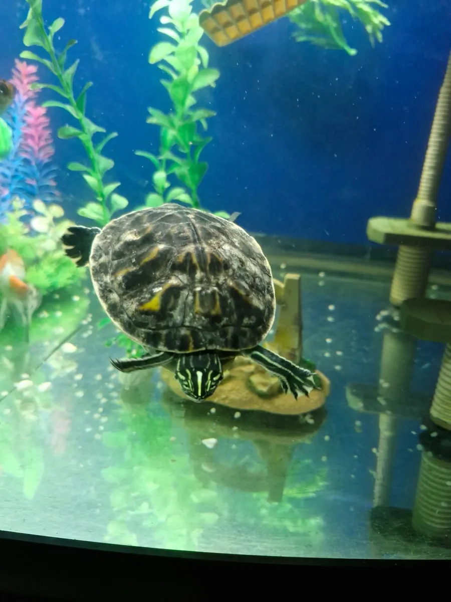 Yellow belly cooters - Image 3