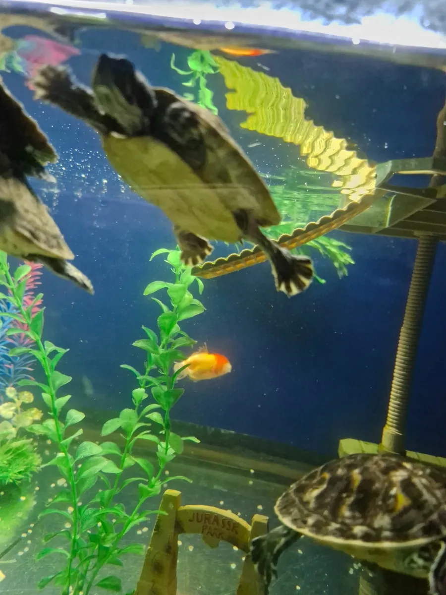 Yellow belly cooters - Image 4