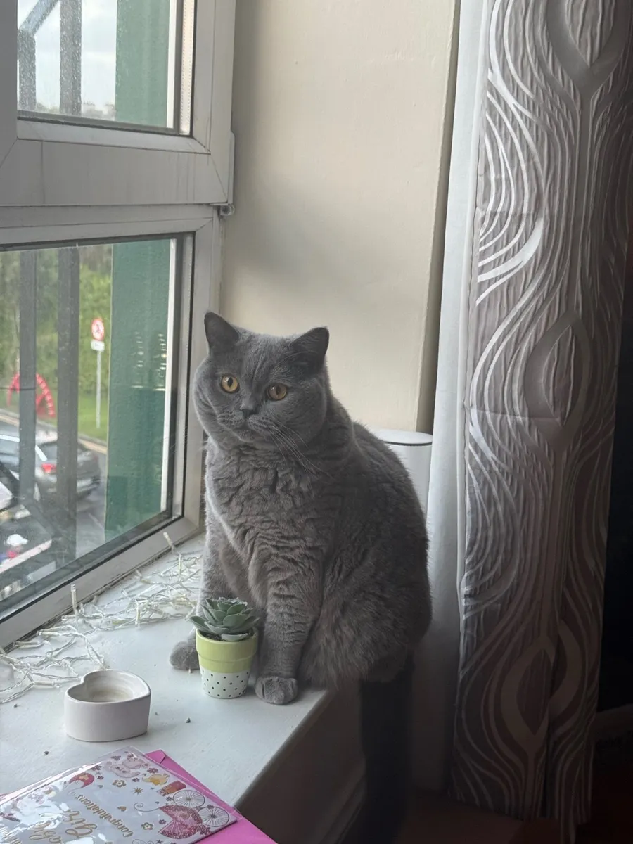 Pedigree British Blue Shorthair - Image 2