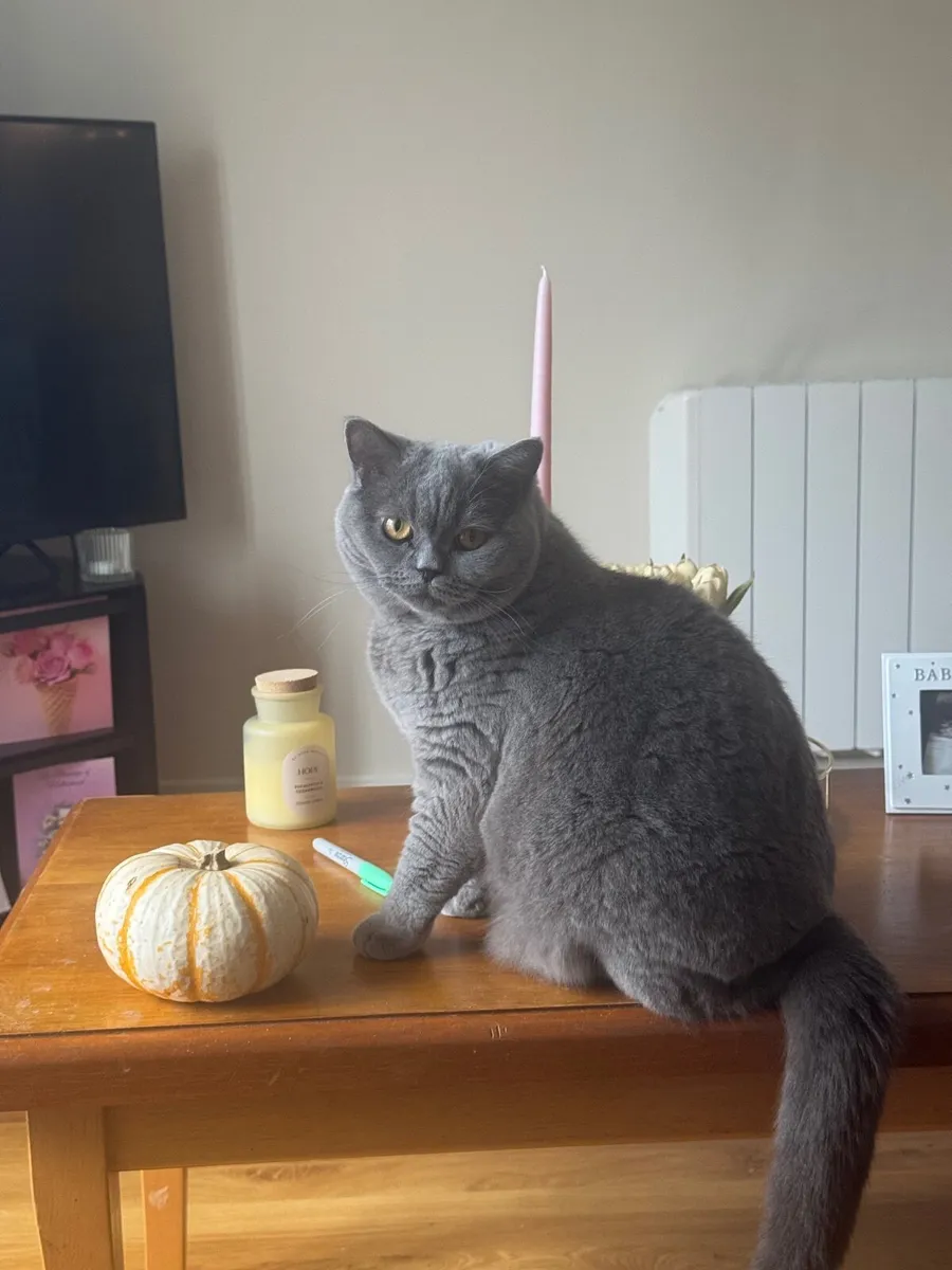 Pedigree British Blue Shorthair - Image 1