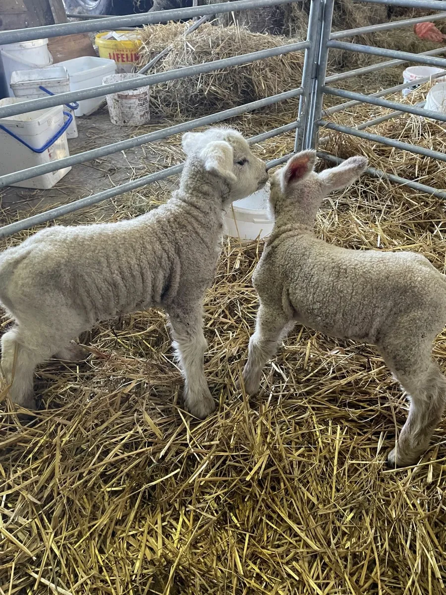 Foster Lambs For Sale