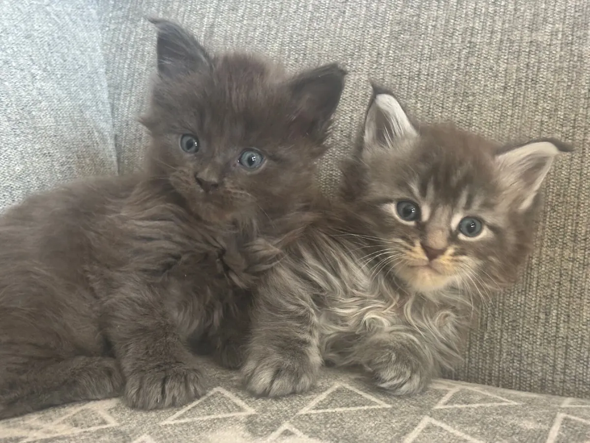 Maine Coon - Image 1