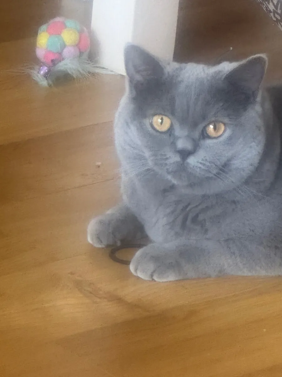 Pedigree British Blue Shorthair - Image 4