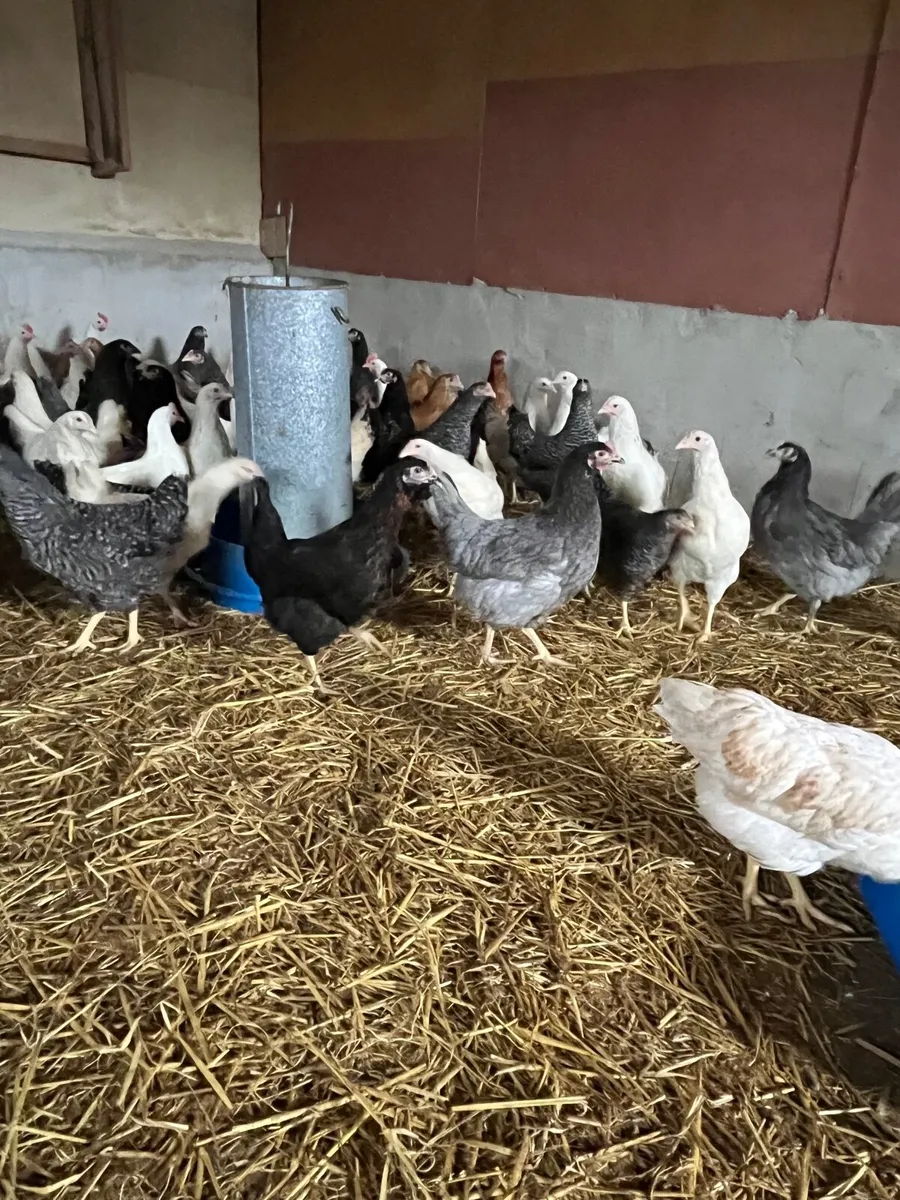 Delivering to Ennis Saturday 14th February - Image 3