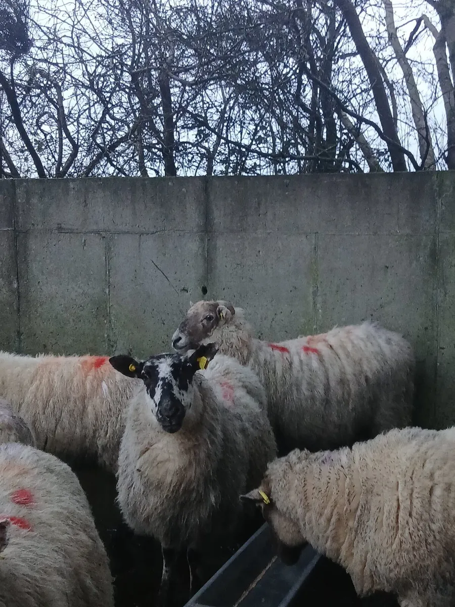 Ewes , in lamb - Image 2