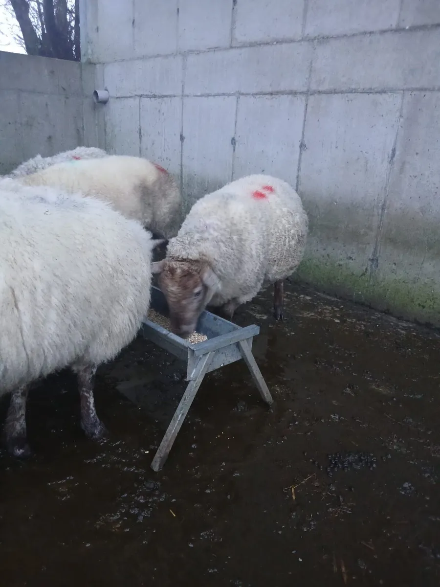 Ewes , in lamb - Image 4