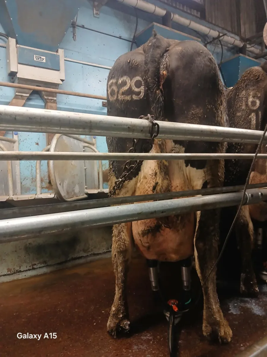 Dairy cows  for sale - Image 1