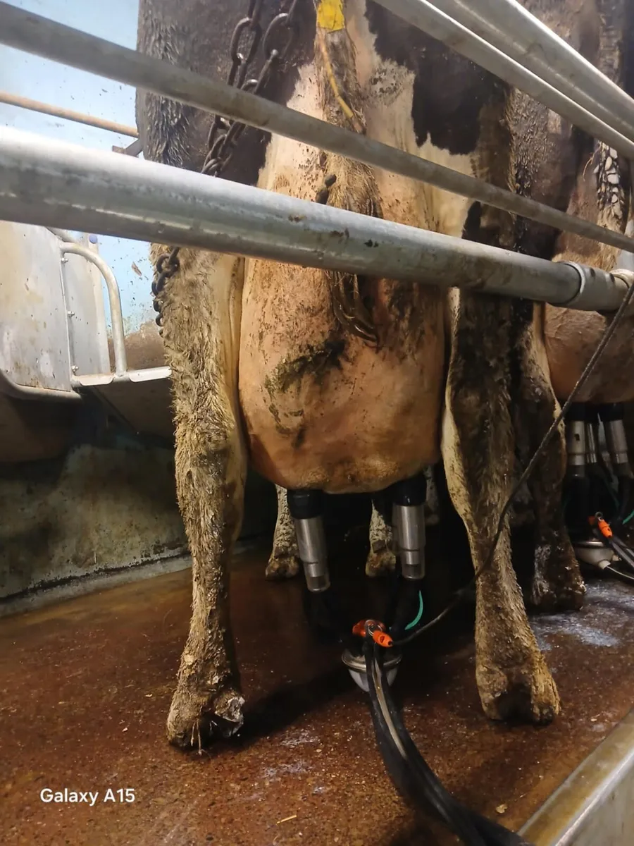 Dairy cows  for sale - Image 2