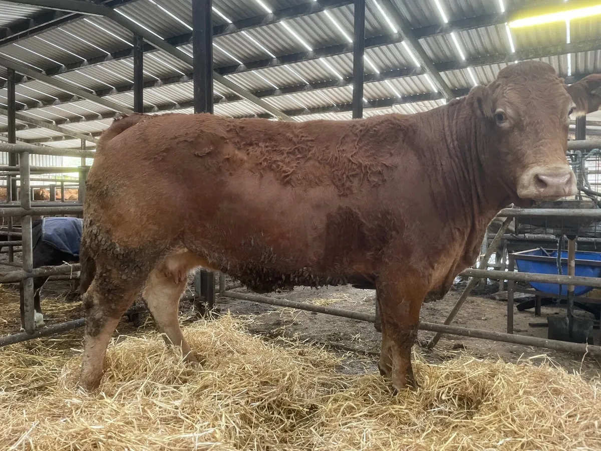 Show Calf Producer - Image 2