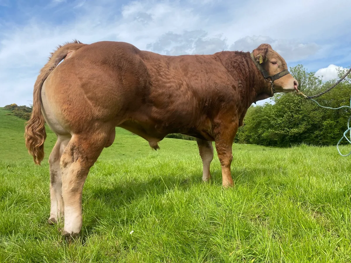 Show Calf Producer - Image 4