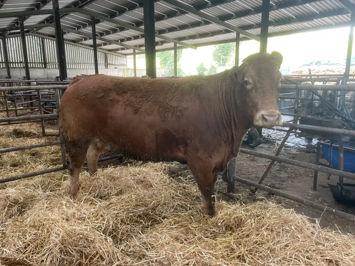 Show Calf Producer - Image 1