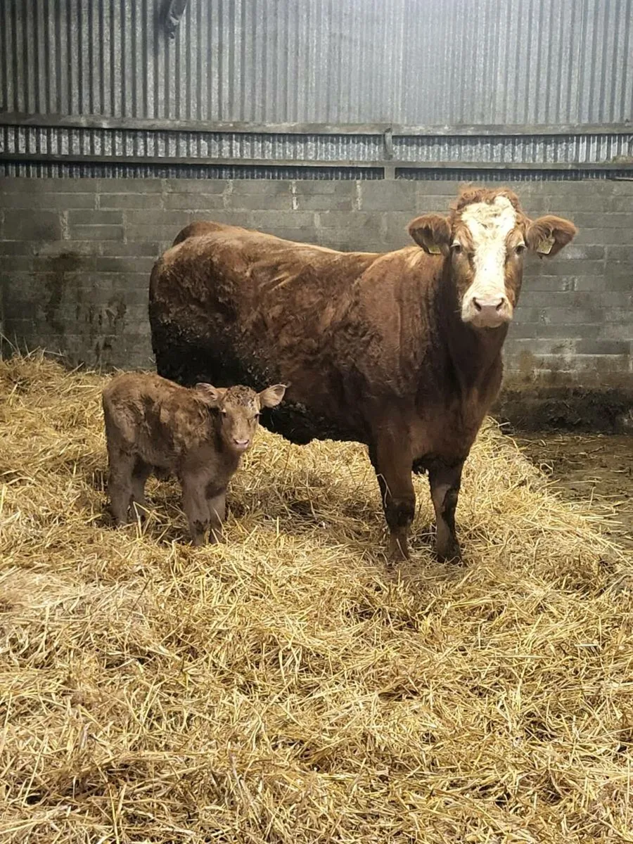 Super first calved limousine heifer - Image 1