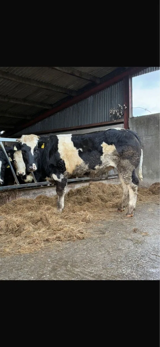 Incalf heifer - Image 3