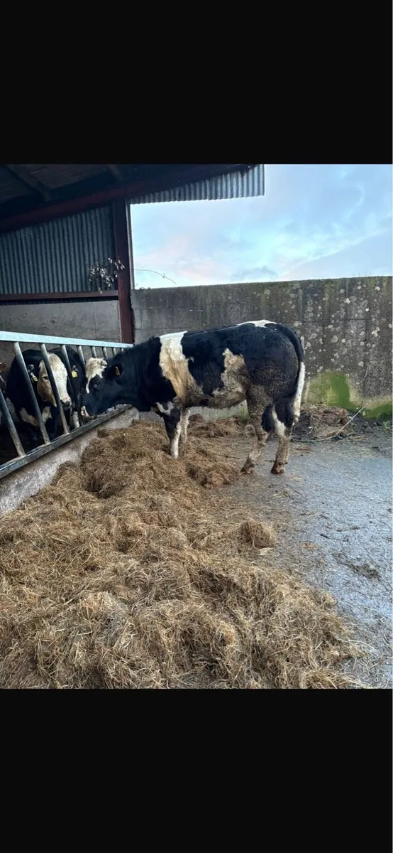 Incalf heifer - Image 4