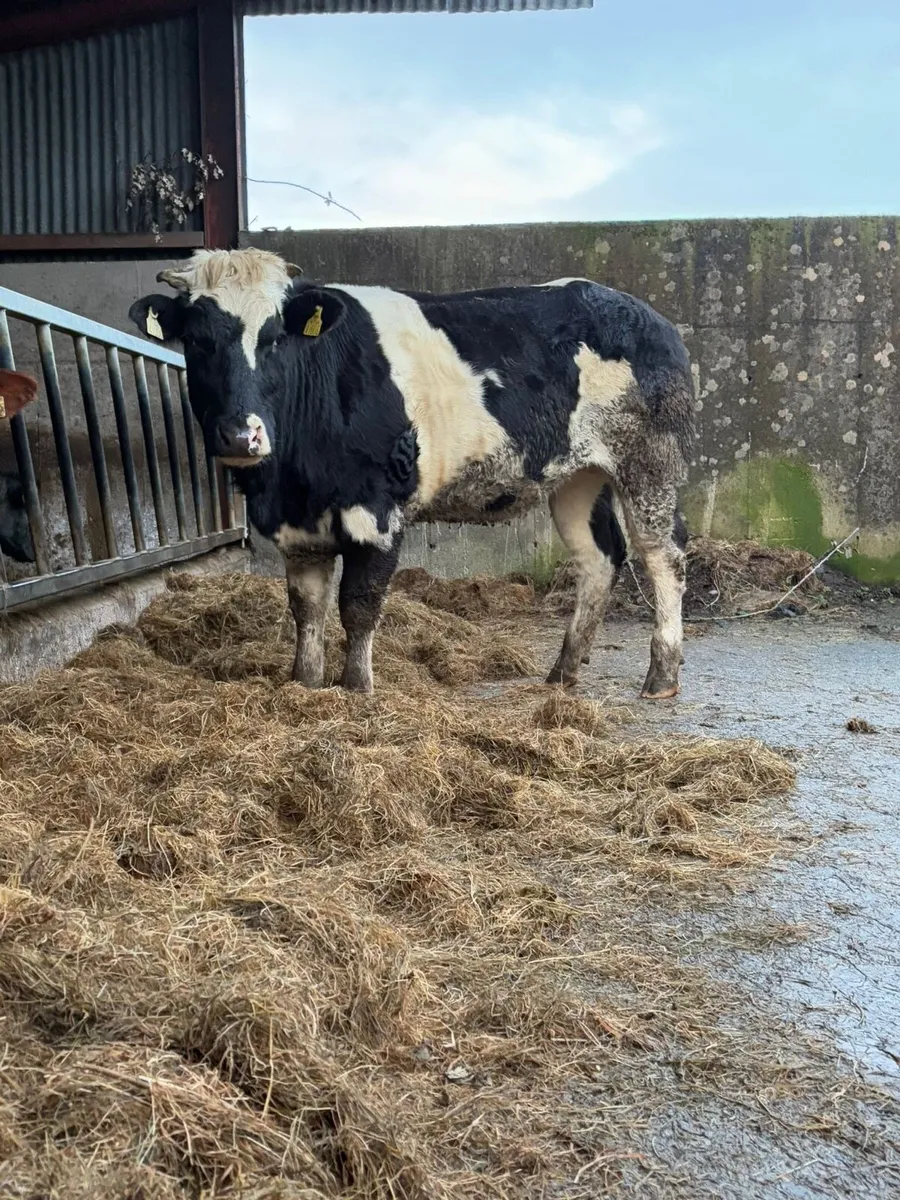 Incalf heifer - Image 1