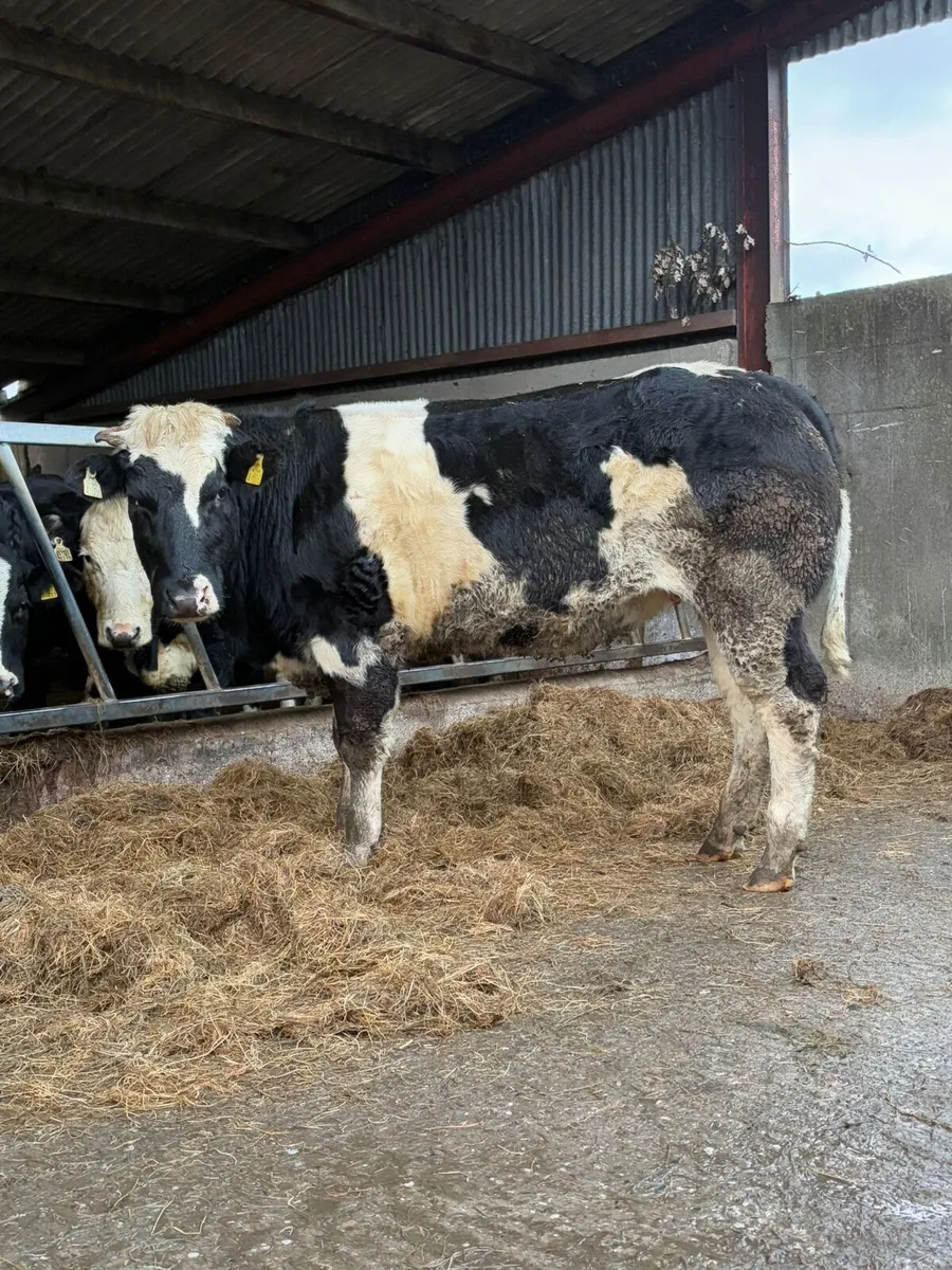 Incalf heifer - Image 2