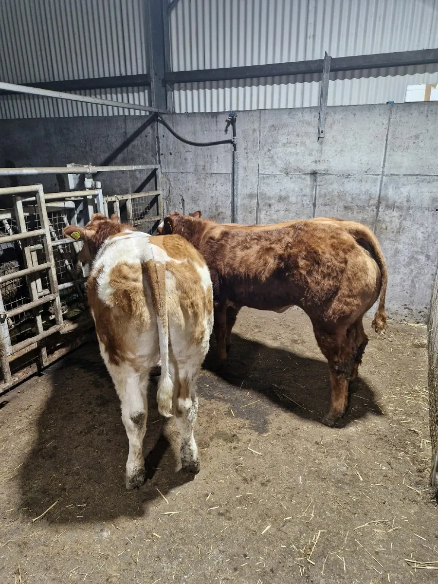 💫💥Two Super Weanling Heifers Balla Mart 10th💥💫 - Image 1