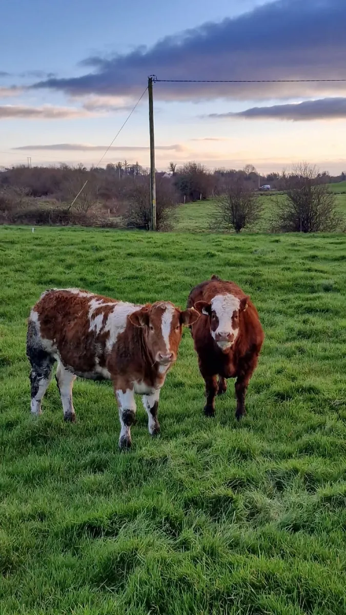 💫💥Two Super Weanling Heifers Balla Mart 10th💥💫 - Image 3