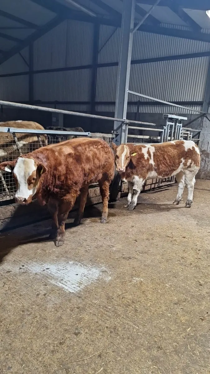 💫💥Two Super Weanling Heifers Balla Mart 10th💥💫 - Image 2