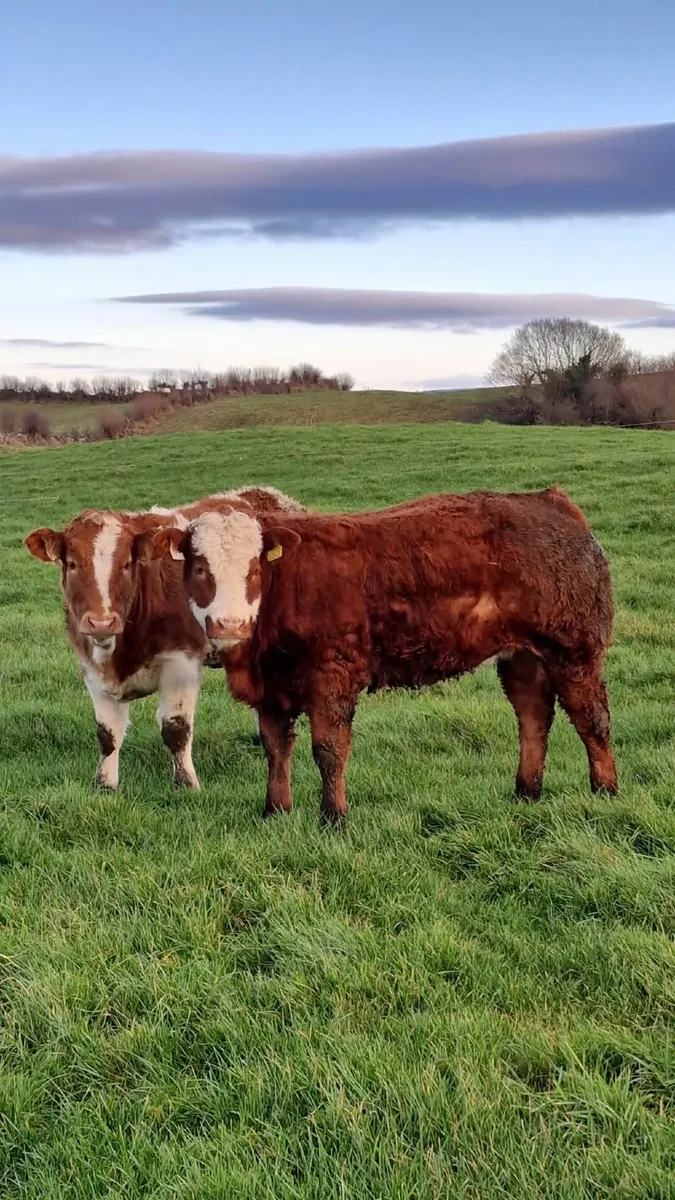 💫💥Two Super Weanling Heifers Balla Mart 10th💥💫 - Image 4