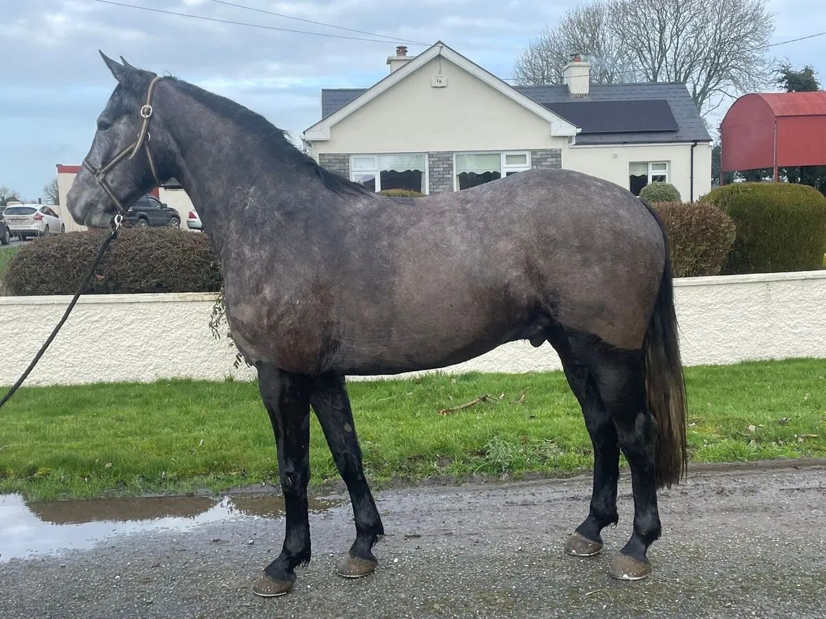 4yo Connie tb x gelding - Image 1