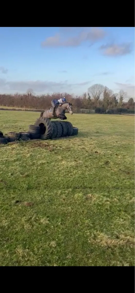 4yo Connie tb x gelding - Image 2