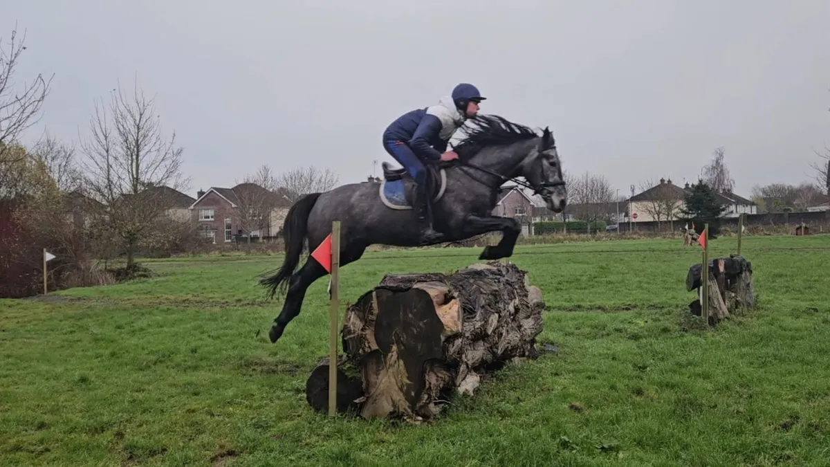 4yo Connie tb x gelding - Image 3