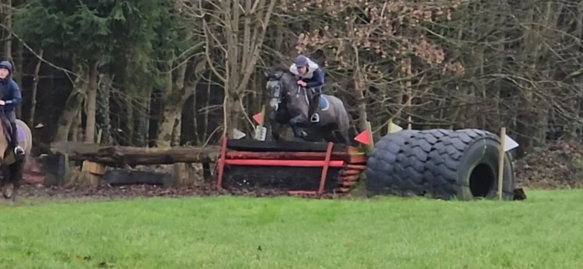 4yo Connie tb x gelding - Image 4